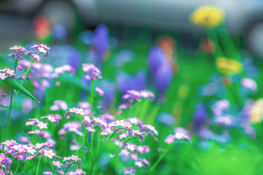 Tiny pink Field forget-me-not flowers blooming in spring ornamental garden