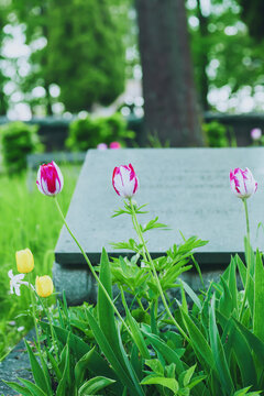 Pink and white tulips bloom on summer cemetery, memorial plaque and tribute for remembrance