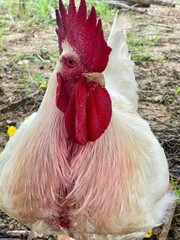 Close Up Portrait Of A White Rooster With A Red Comb Standing On A Dirt Farm Background © Raksnalee
