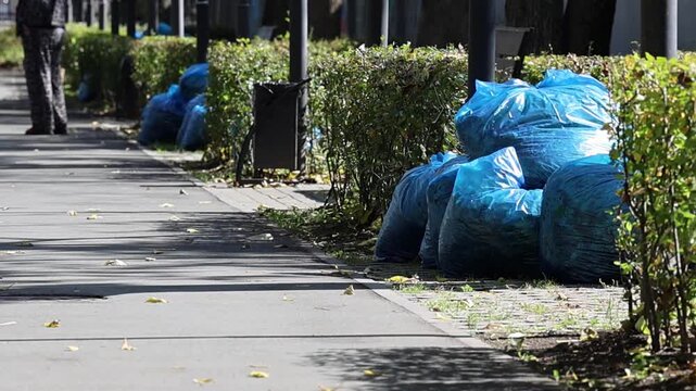 Blue plastic bags filled with gathered dried leaves stand in the park by the pedestrian path. Waste collected by municipal maintenance crews sits in blue bags along the park walkway on a sunny autumn 