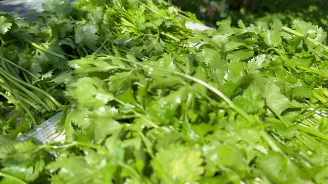 Close up of freshly harvested green parsley leaves in garden, organic produce.