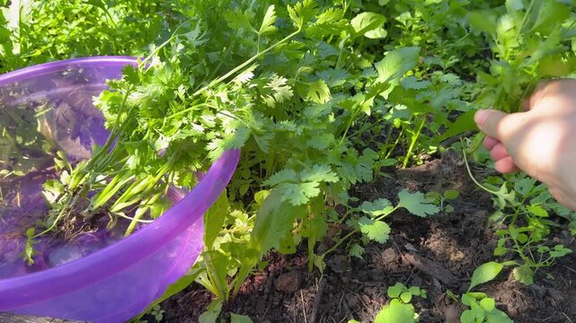 Person harvesting fresh green parsley leaves into purple bowl in garden, organic farming.