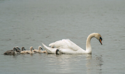 Famille de cygnes muets dans les marais de Marquenterre au Crotoy, Somme, France © Jorge Alves
