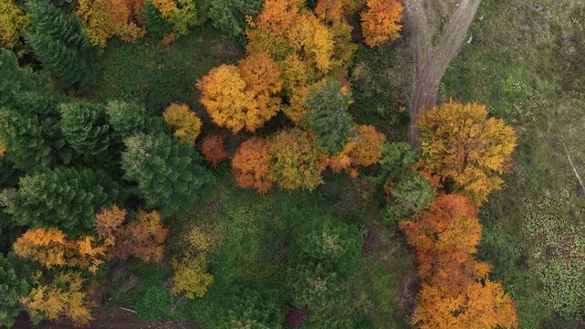 Autumn is the most beautiful season. That is when nature takes on incredible colors that no artist can fully replicate.