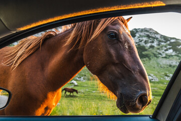 Curious horse looking through car window in Durmitor © StockMediaSeller