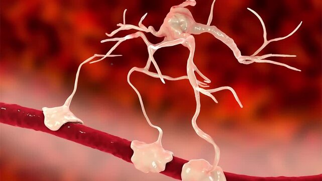 Astrocytes, 3D animation. Star-shaped glial cells contacting a cerebral blood vessel, supporting neurons and contributing to the blood-brain barrier and brain homeostasis.