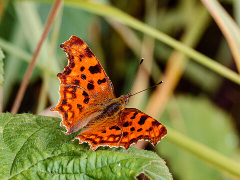Comma butterfly (Polygonia c-album) resting on a green leaf in close-up macro, bright orange wings with black spots and ragged edges, insect pollinator, European wildlife.