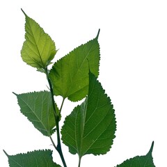 Fresh green leaves growing on a branch isolated against a clean white background, representing nature, freshness, growth, and botanical simplicity. © Eko