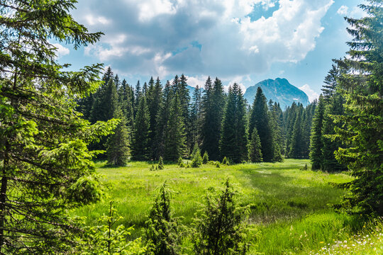 Sunny alpine meadow framed by conifer forest in Durmitor Montenegro
