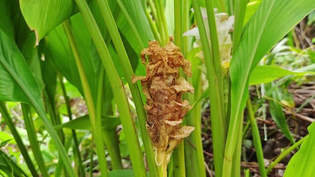 Dried Turmeric Flowers on Plant