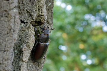 Fototapeta premium European stag beetle (Lucanus cervus) female close-up with forest bokeh background