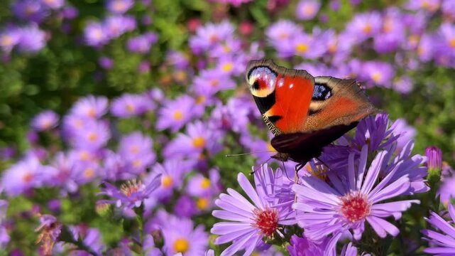 A European Peacock butterfly perched on purple aster flowers, displaying its colorful wings in a sunlit autumn garden.