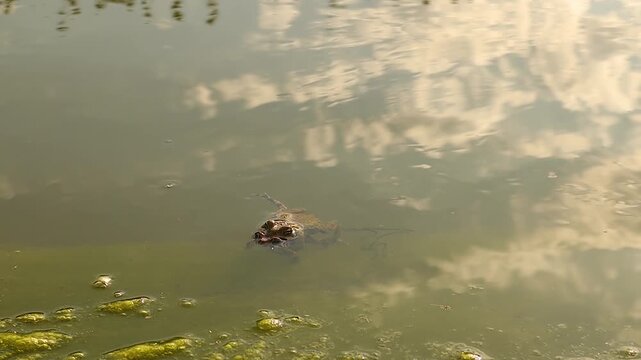 European green toads mating in a pond during amplexus, releasing egg strings for external fertilization. Frog wildlife footage for nature, ecology, biology, frogs reproduction and conservation.