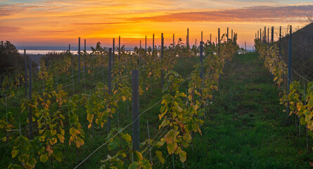 Fototapeta premium A small vineyard in the hills of Szczecin, Poland, with the sun rising