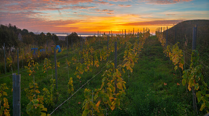Fototapeta premium A small vineyard in the hills of Szczecin, Poland, with the sun rising