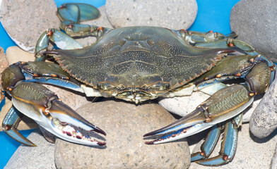 Granchio blu, Callinectes sapidus © Fabio Presutti