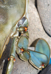 Granchio blu, Callinectes sapidus © Fabio Presutti