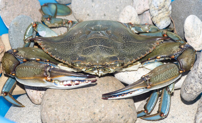 Granchio blu, Callinectes sapidus © Fabio Presutti