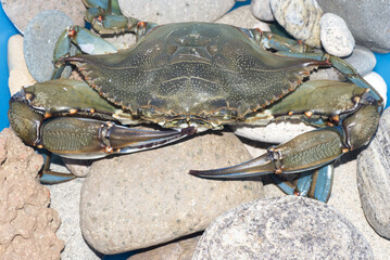 Granchio blu, Callinectes sapidus © Fabio Presutti