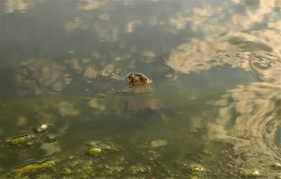 European green toads mating in a pond during amplexus, releasing egg strings for external fertilization. Frog wildlife footage for nature, ecology, biology, frogs reproduction and conservation.