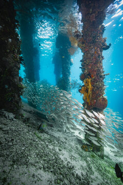 School of silver fish swimming beneath a coral covered pier
