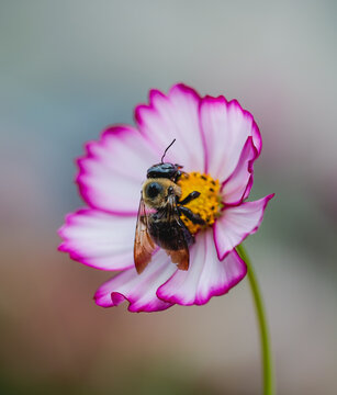 Fuzzy carpenter bee collecting nectar from a pink cosmos flower