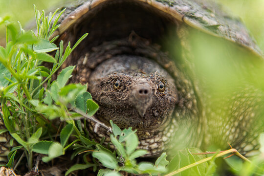 Common snapping turtle hiding in the green grass