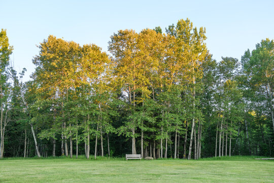 Empty park bench in front of trees at golden hour