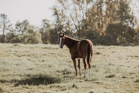 A beautiful horse looks over its shoulder in a sunlit meadow