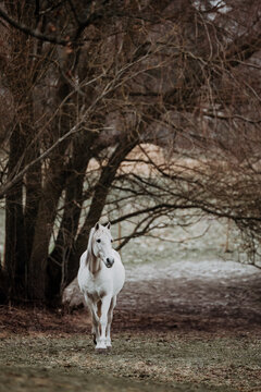 A beautiful white horse walks through a moody pasture