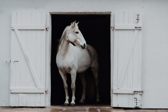White horse standing in the doorway of a barn