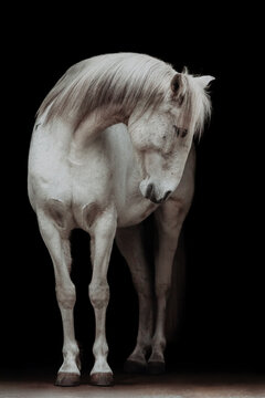 A graceful white horse bows its head on black background