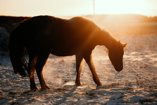 Backlit horse silhouette kicking up snow at sunset