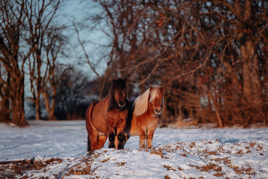 Two beautiful ponies standing together in a snowy winter field