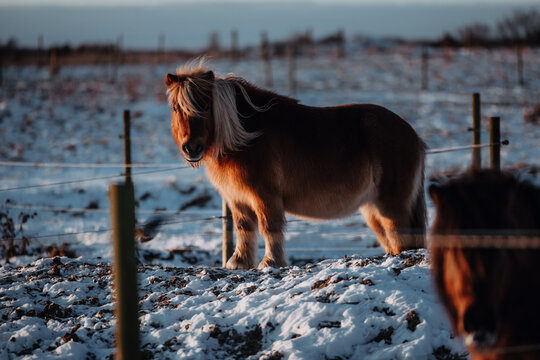 Fluffy shetland pony in a snowy field at sunrise