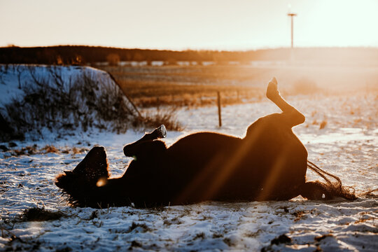 A horse playfully rolls in the snow at sunset