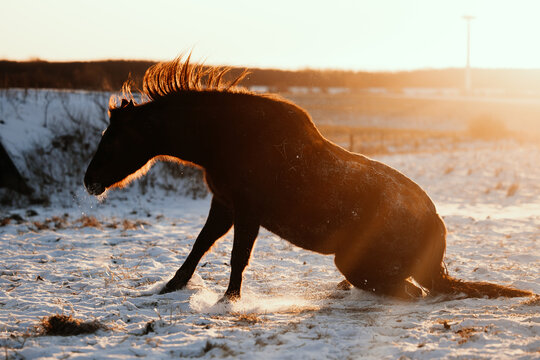 A dark horse gets up from a snowy field at sunset