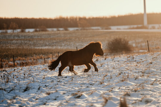 Chestnut horse running free in a snowy field at sunset