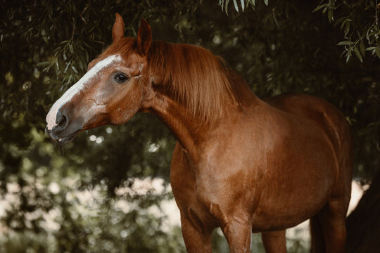 Beautiful brown horse with white blaze under a tree