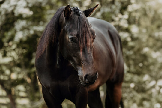 Beautiful dark horse with a braided mane outdoors