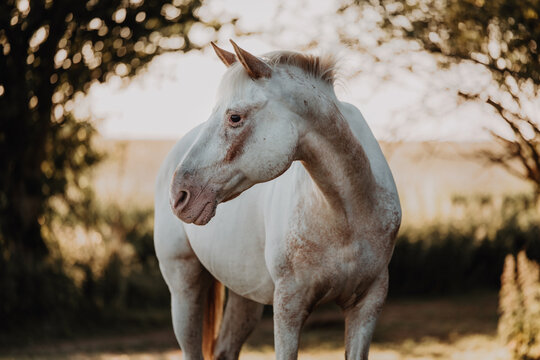 Beautiful white horse with unique markings at sunset