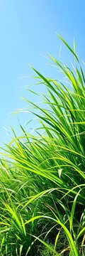 Wavy grasslands with green leaves on blue sky, environment, eco-friendly