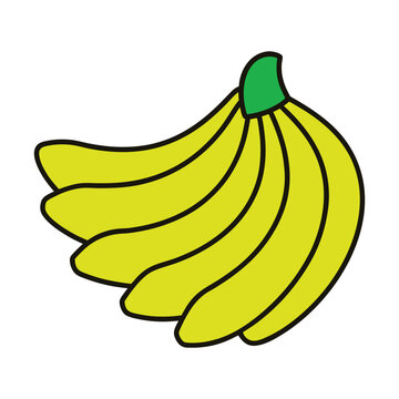 Fresh bananas vector banana bunch tropical fruit illustration
