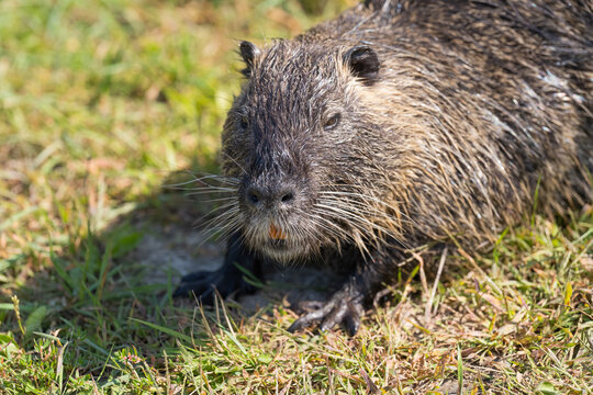 Close up portrait of a wet nutria looking directly into the camera while sitting on a grassy riverbank field on a sunny day.