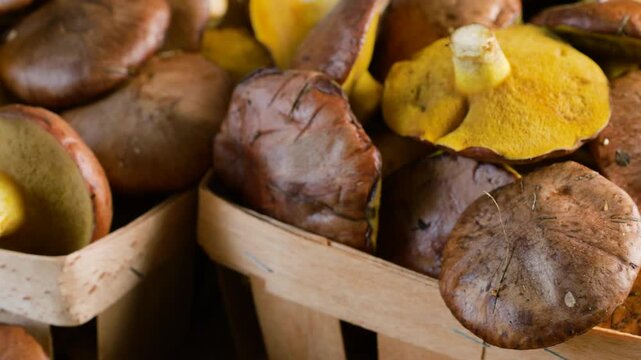 Fresh suillus mushrooms rotate slowly on a wooden board inside rustic chipboard baskets to showcase the natural textures and yellow-brown details of organic buttery boletes.