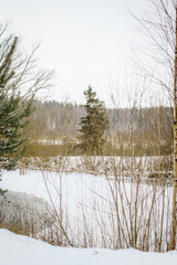 Obraz premium Fresh snowfall covering a peaceful natural landscape with Scots pine (Pinus sylvestris), deciduous trees and dense evergreen vegetation. Soft muted winter scenery.