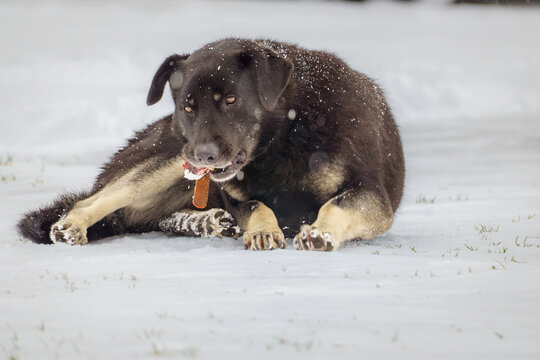Mixed-breed dog eating in fresh snow, having a meat piece in its mouth outdoors on a winter day. Domestic pet enjoying a snowy landscape.