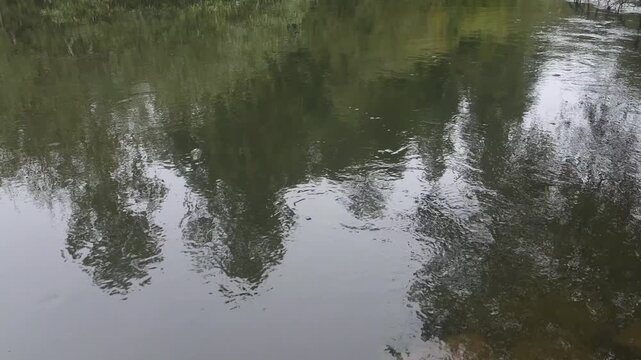 Tree reflections on the surface of a flowing river stream