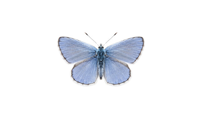 Vibrant blue butterfly macro specimen, delicate winged insect design element, nature science biological photo isolated PNG with Transparent Background