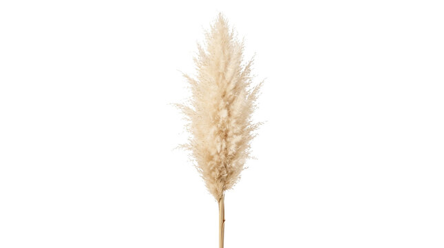 Dry pampas grass stalk, fluffy beige botanical reed stem, bohemian floral decor for minimalist interior design isolated PNG with Transparent Background